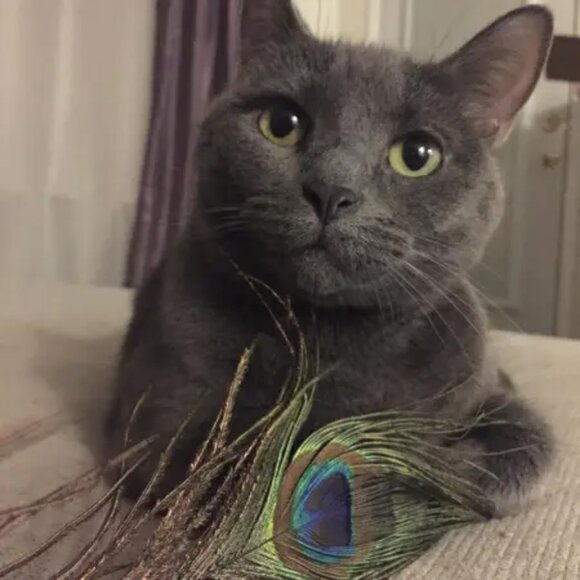 Furr-ocious Styles - Picture 6 of 6